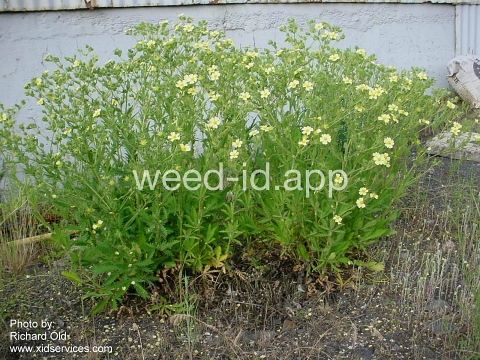 cinquefoil, sulfur